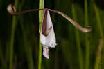 Rosebud orchid